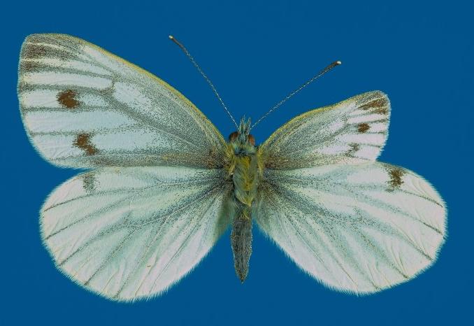 Pieris napi (aberrant dwarf wing) (Internet Image property of respective owner, non-commercial use only)